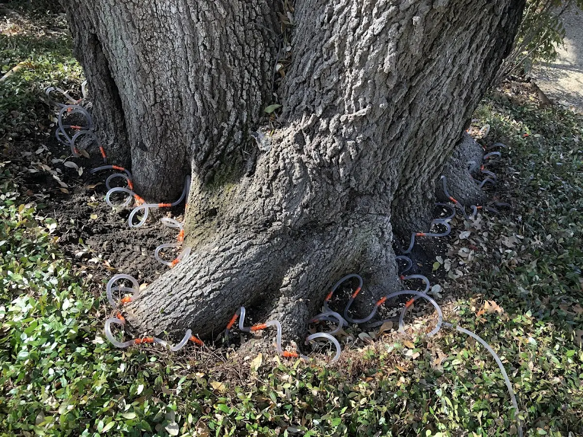 Detailed Tree Cabling and Bracing job site in Gates Mills