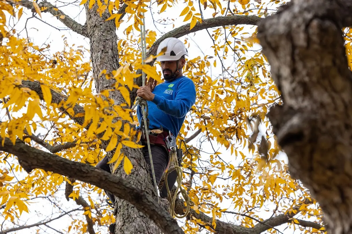 Skilled Tree Planing crew working in Gates Mills